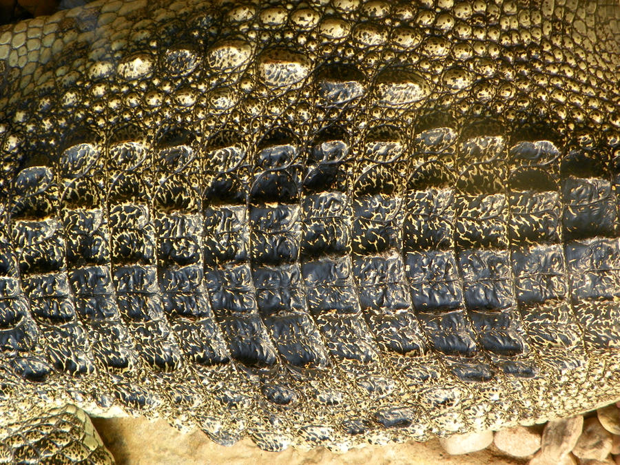 Croc hide 2 by robhas1left Croc hide 2 by robhas1left
