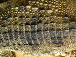 Croc hide 2 by robhas1left Croc hide 2 by robhas1left