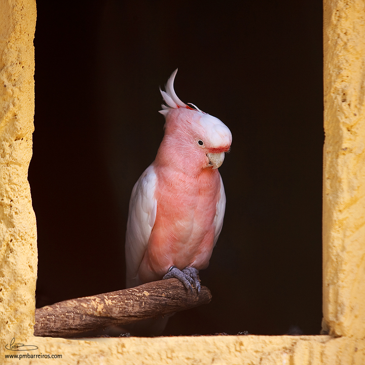 Cacatua leadbeateri