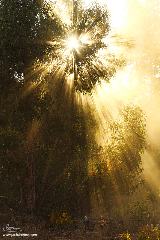 Rasgos de Luz