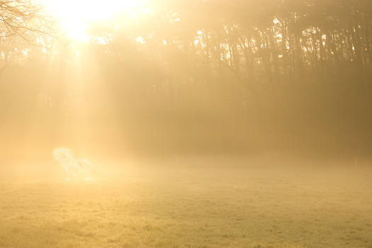 Flaming Horse at Sunrise