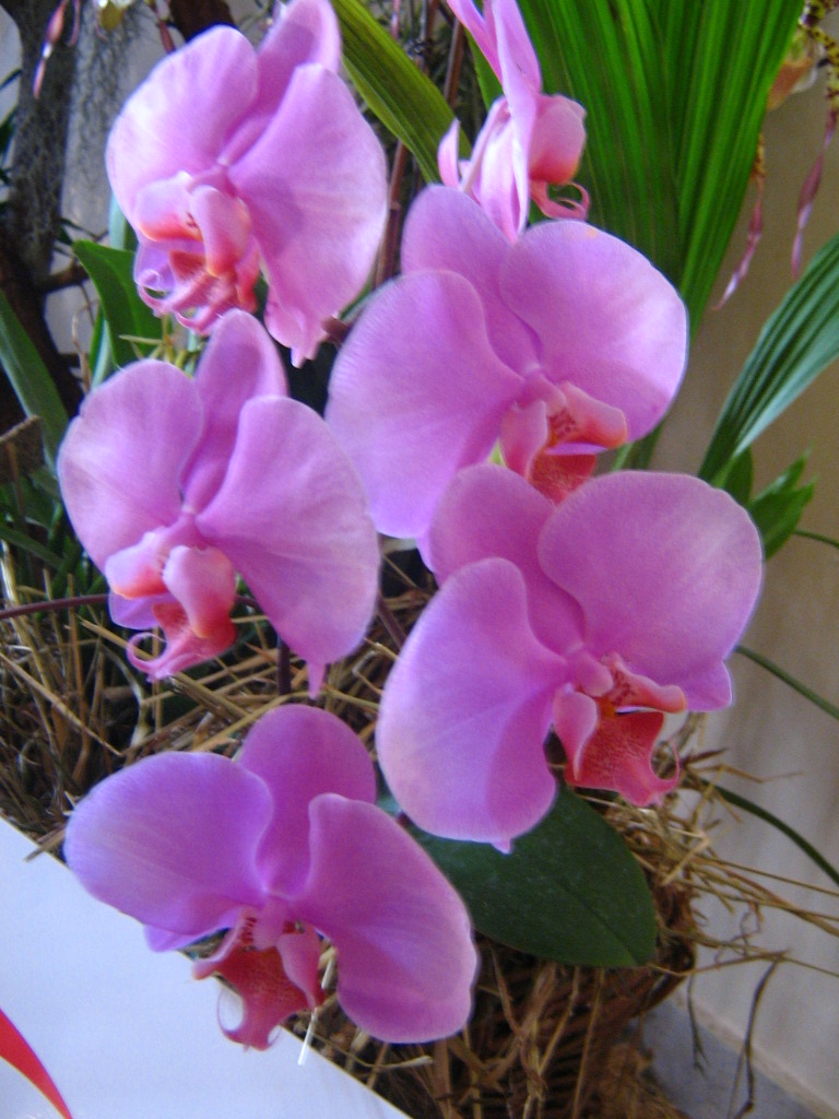 Big Purple Orchid