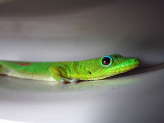 Vivid Lizard