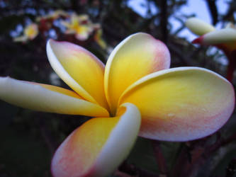 Dusky Plumeria