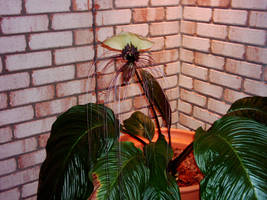 Bat Plant by royalphoenix