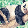 iluu Panda
