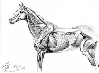 Horse Study_Anatomy_muscle