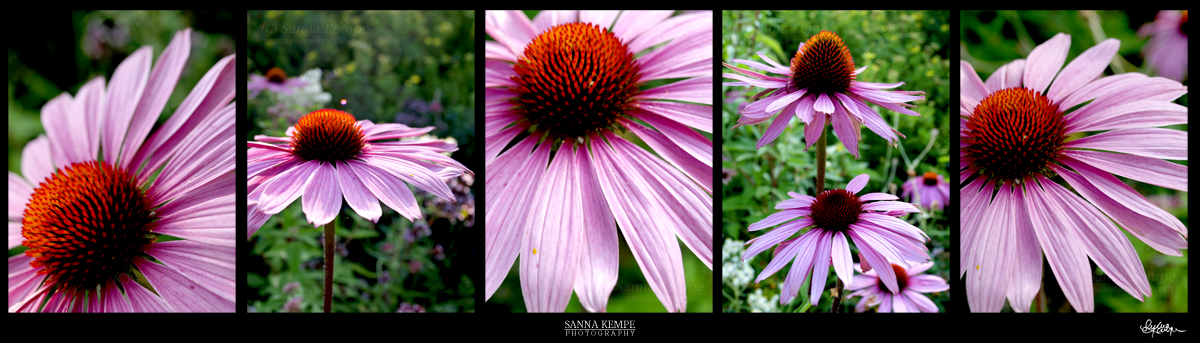 Echinacea Purpurea