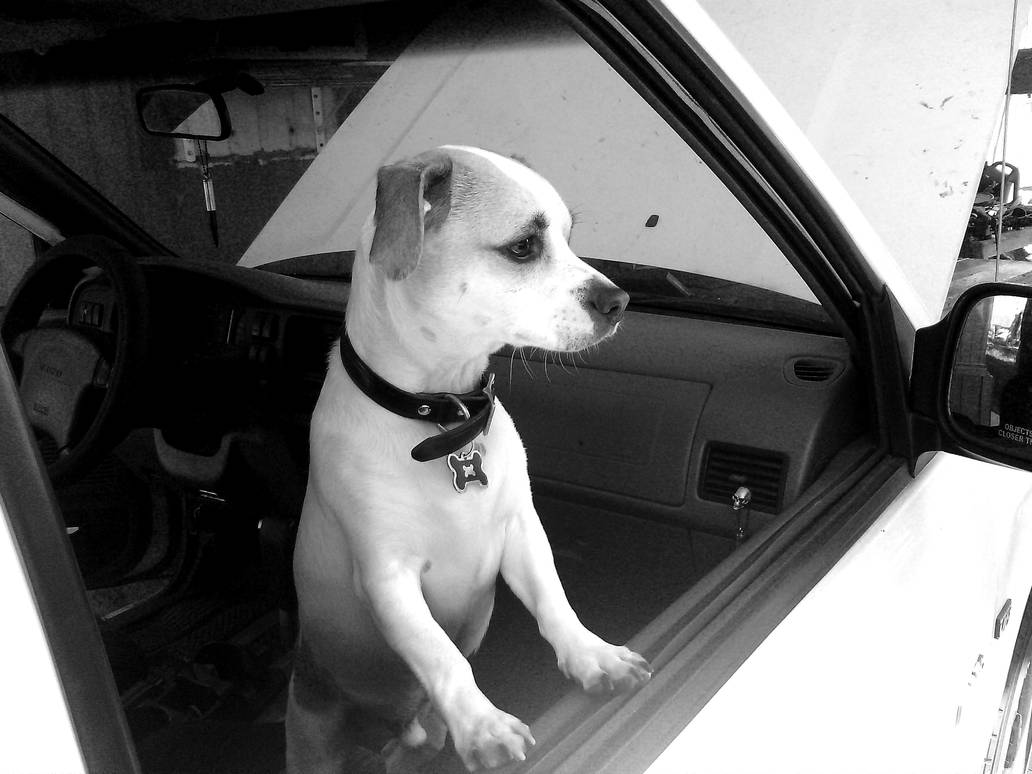 Road Trip Tobi black and white by jgilder88