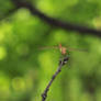 Dragonfly1