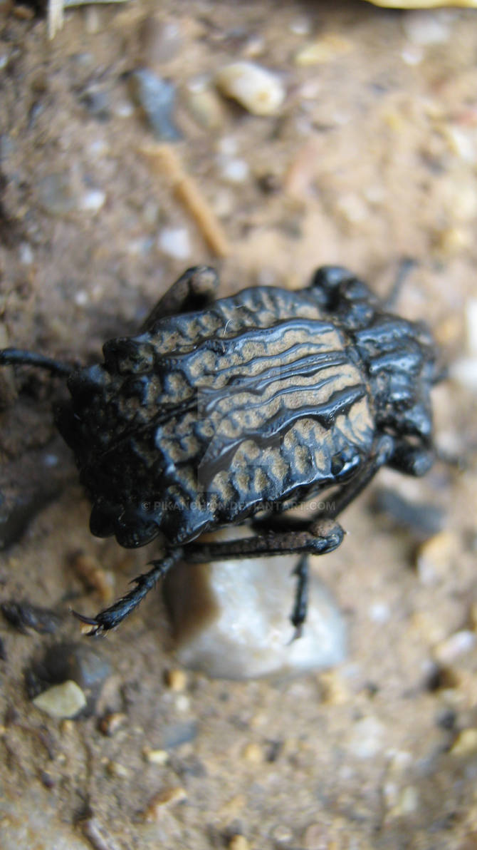 Patterned Beetle by Pikanchion on DeviantArt