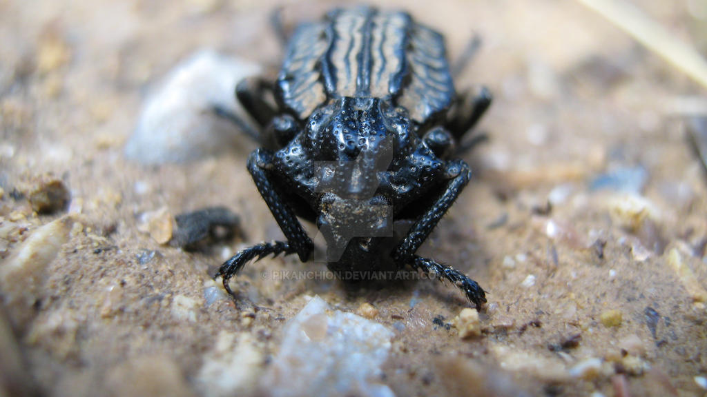 Patterned Beetle 2 by Pikanchion on DeviantArt