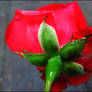 Red Rose