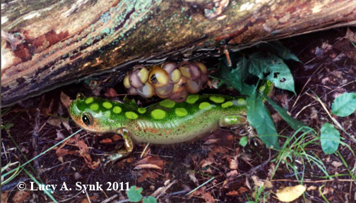 Salamander with Eggs by lsynk