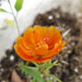 Orange Moss Rose 2