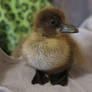 4th Duckling Hatched 10/13/14