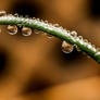 Raindrops