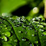Raindrops On Leaf