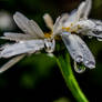 Raindrops On Daisy