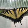 Northern Tiger Butterfly