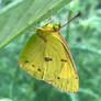 Yellow Clouded Sulphur Butterfly