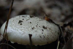 White mushroom