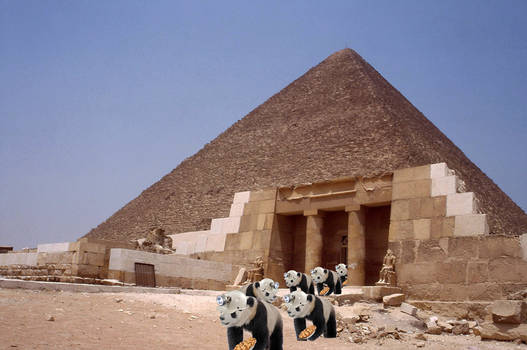 pandas in egypt