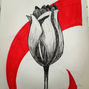 Tulip