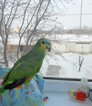Parrot Varris by Atanata