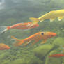 Goldfish1