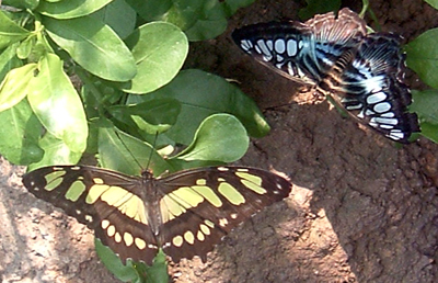 Butterfly 2