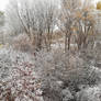 First Snow