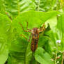 Dragonfly Nymph