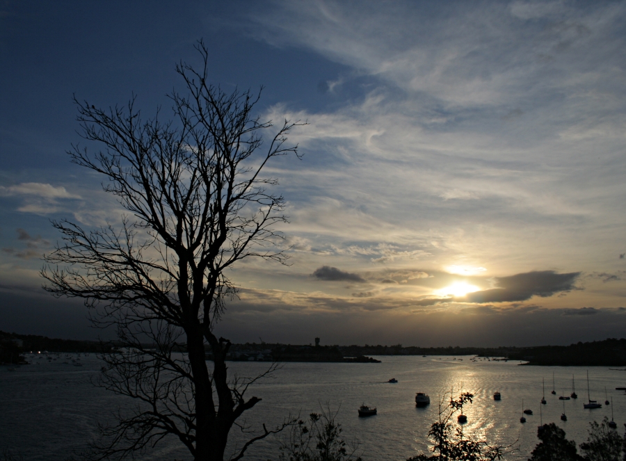 Tree, Water and Sun