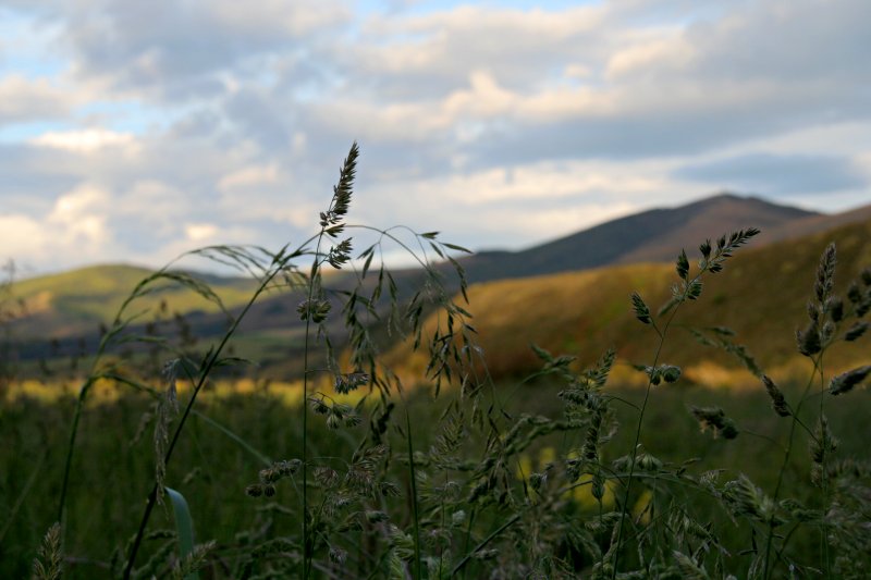 Tall Grass