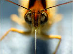 Helo by damcigpa