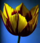 Flower...4 by RRosiEXD