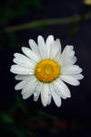 Flower...6 by RRosiEXD