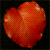 Heart Leaf Avatar