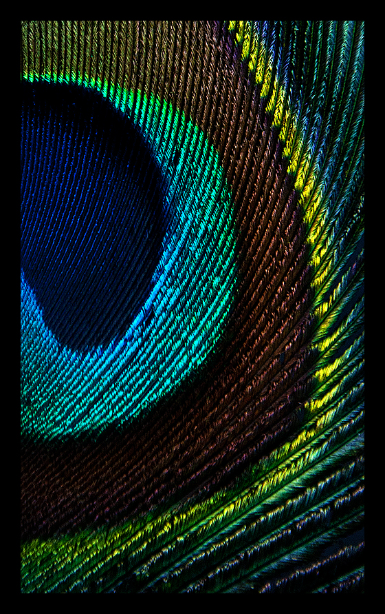 Feather Close-Up: Blue Peafowl