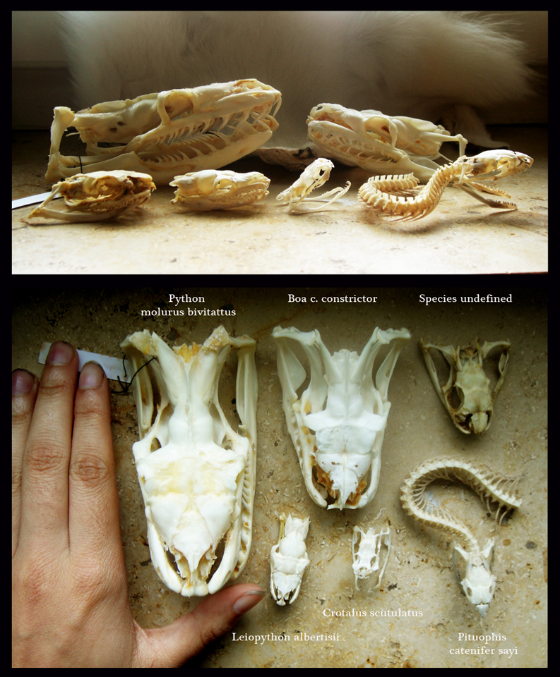 Python Skull Comparison Snake Skull Comparison by Camera-Silens on DeviantArt