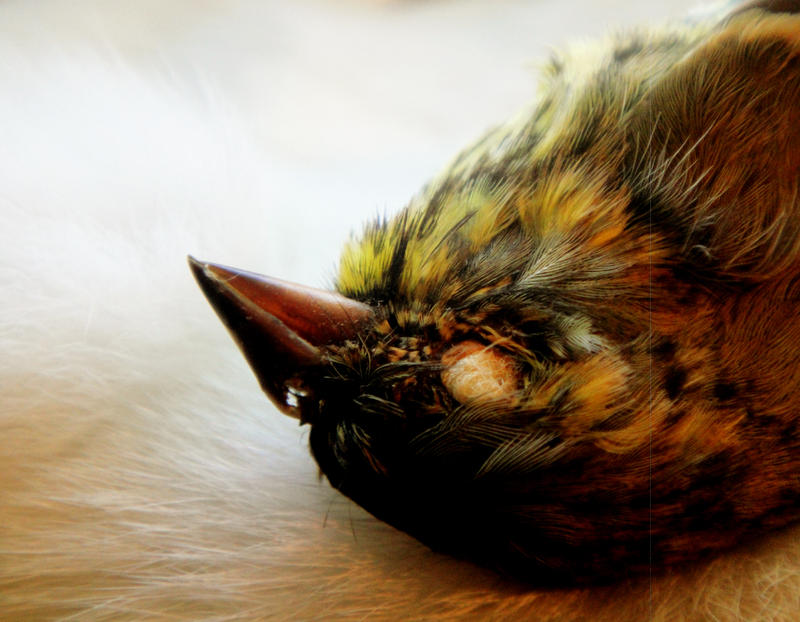 The Black-faced Bunting