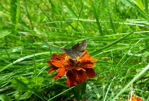 Common Sootywing