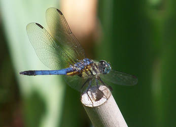 Blue Dasher