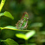 Green insect