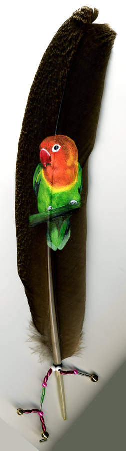 Fisher's Lovebird on feather