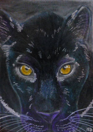 Black Panther (ACEO) by Actlikenaturedoes