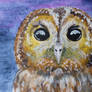 Tawny Owl-ACEO