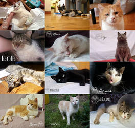 WE ARE NOT GIVING UP-PLEASE HELP OUR CATS!!!