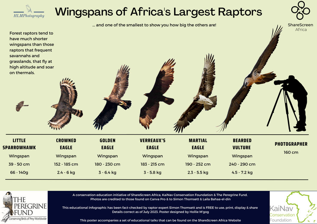 African Rapter Wingspan Sizes of Africa's largest raptors - High by ...